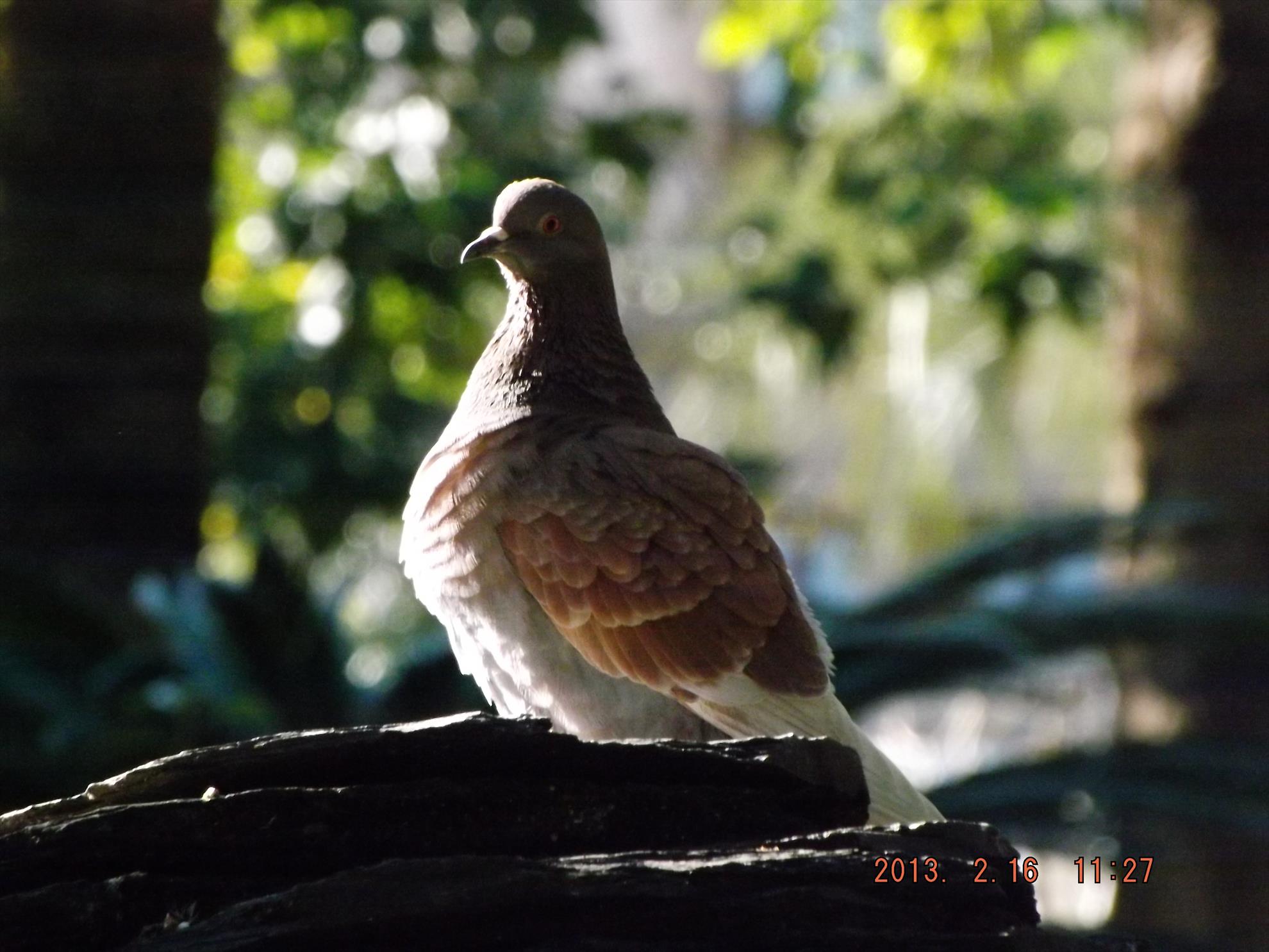 Pasari salbatice - dscf0110.jpg